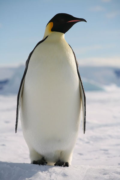Pretty Emperor penguin