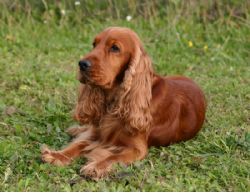 Nice English Cocker Spaniel - Dog Breed