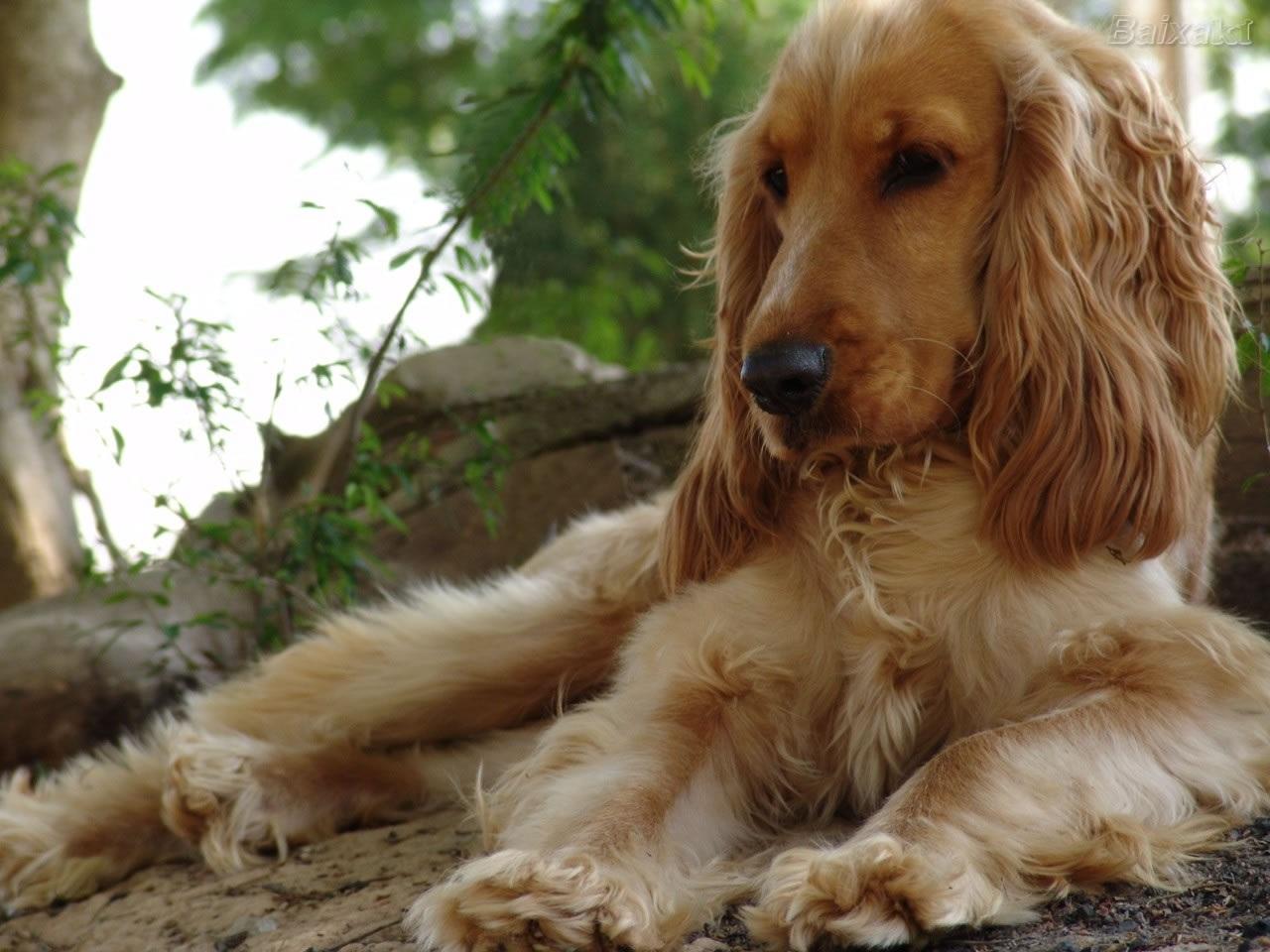 Cool English Cocker Spaniel - Dog Breed