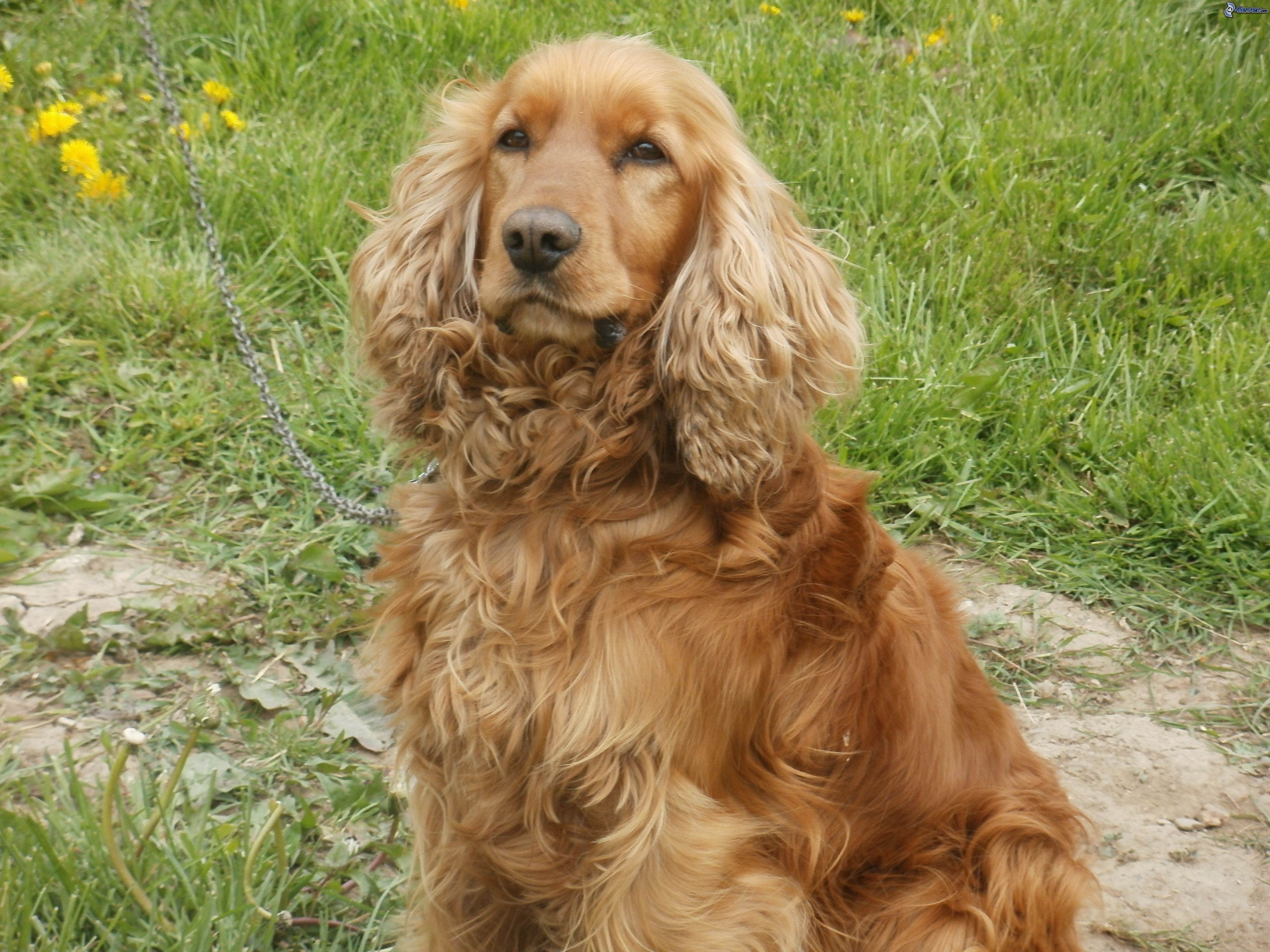 Pretty English Cocker Spaniel - Dog Breed