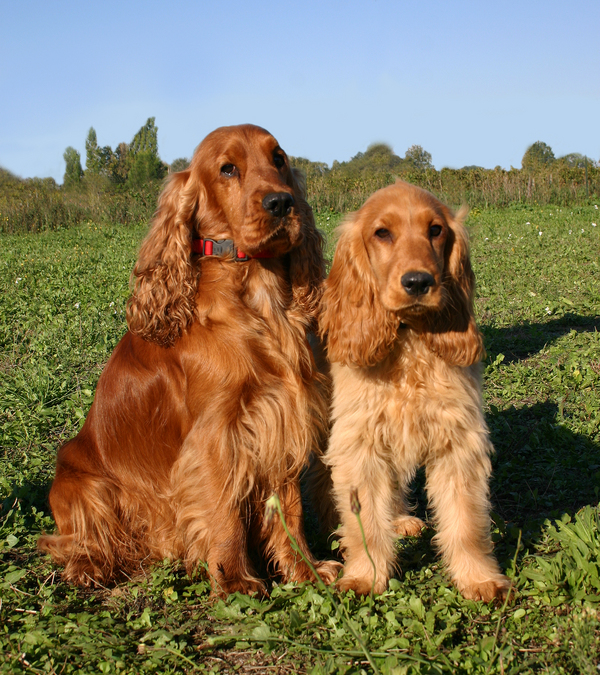 Cute English Cocker Spaniel - Dog Breed