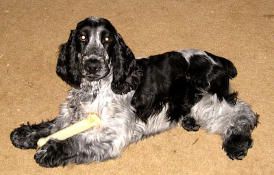 Wallpaper English Cocker Spaniel - Dog Breed