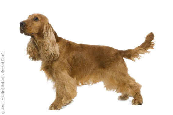 Photo English Cocker Spaniel - Dog Breed