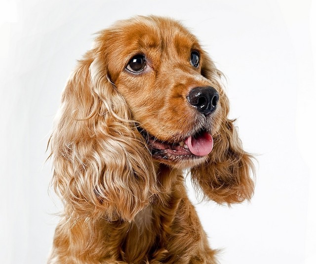 English Cocker Spaniel - Dog Breed wallpaper