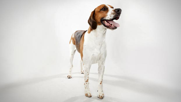 Photo English Foxhound - Dog Breed