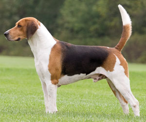 English Foxhound - Dog Breed wallpaper