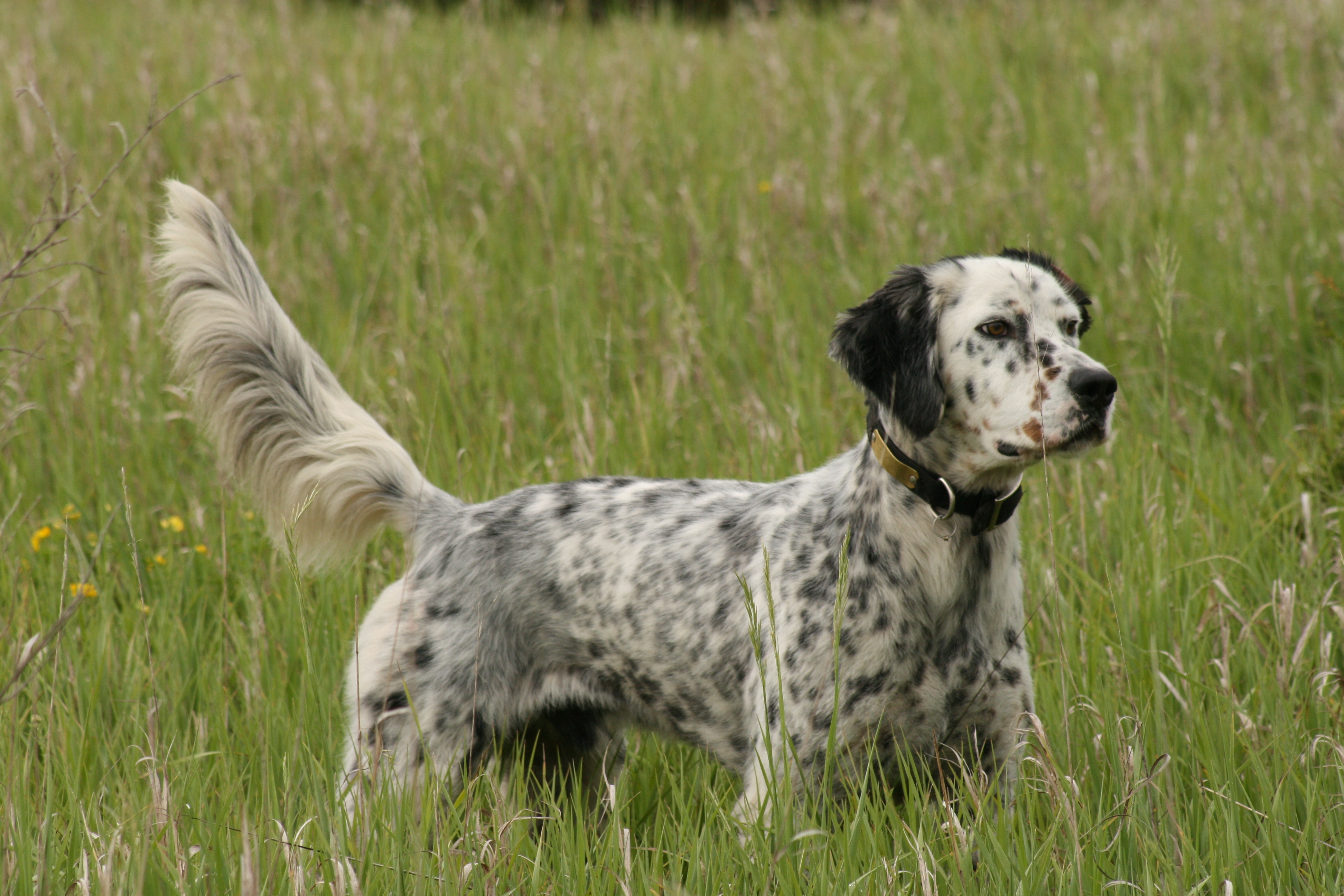 English Setter - Dog Breed