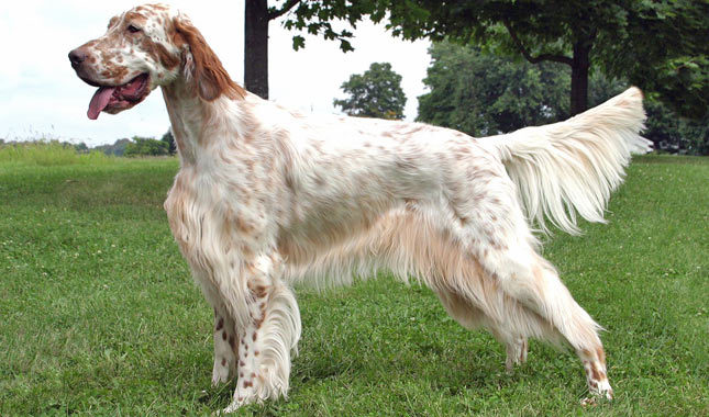 Nice English Setter - Dog Breed