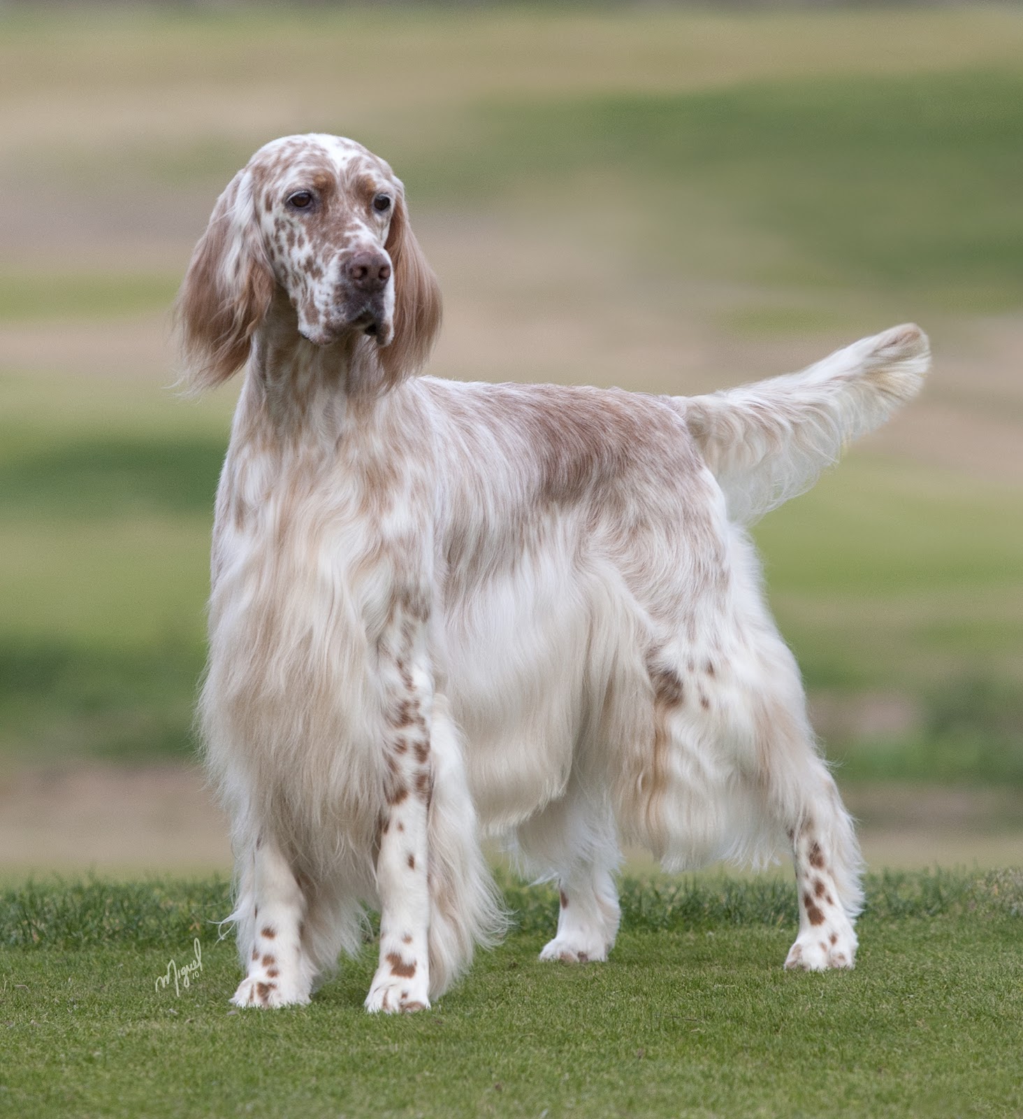 Cool English Setter - Dog Breed