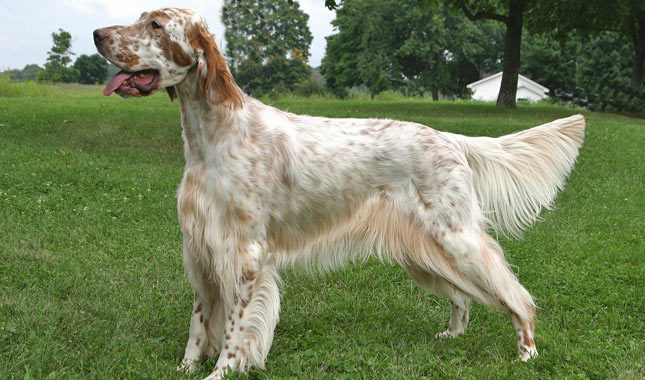 Pretty English Setter - Dog Breed