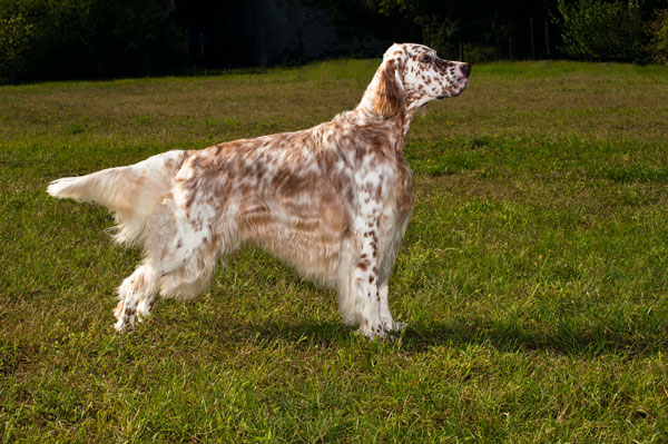 Cute English Setter - Dog Breed