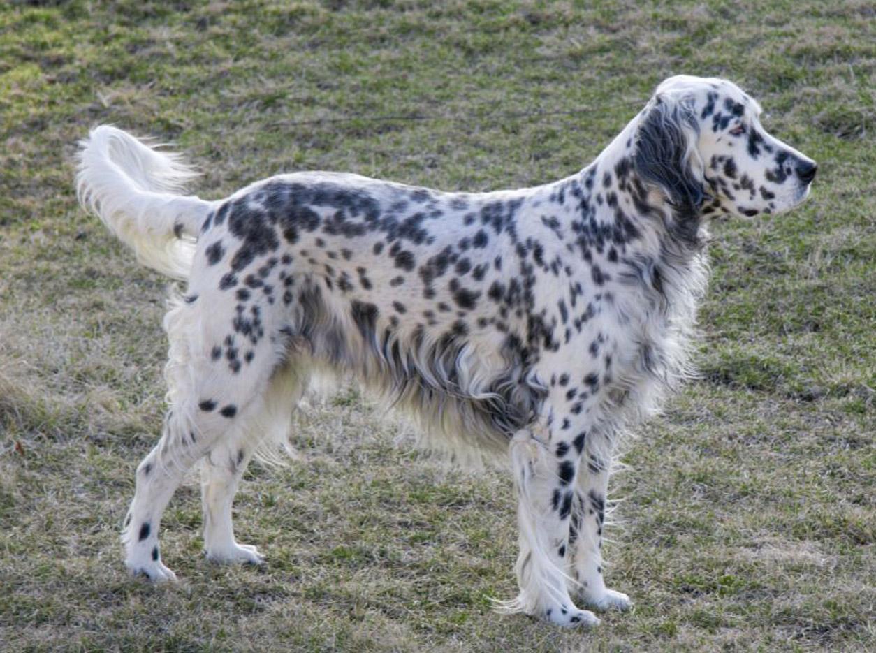 Photo English Setter - Dog Breed