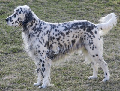 English Setter - Dog Breed photo 