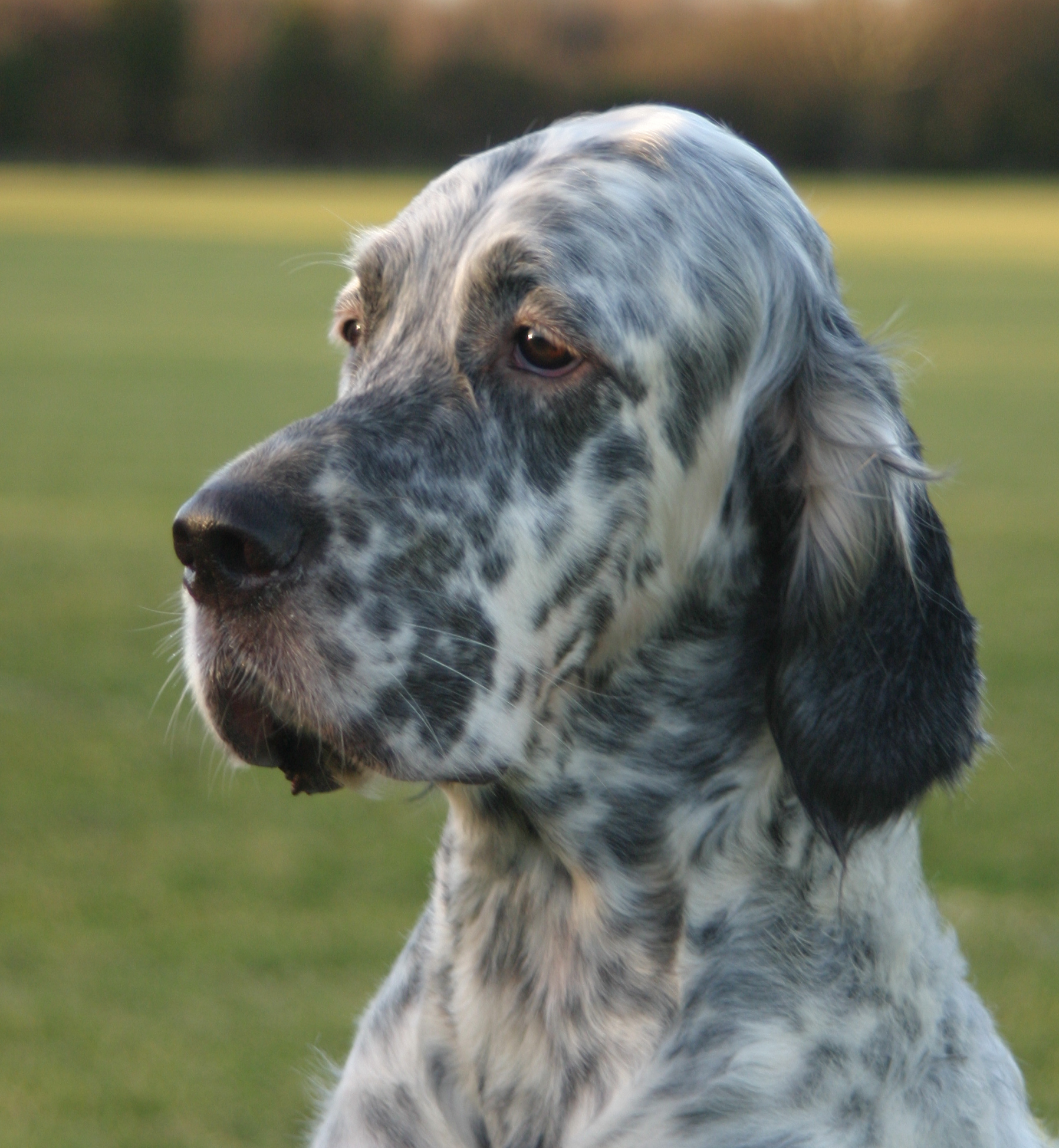 English Setter - Dog Breed wallpaper