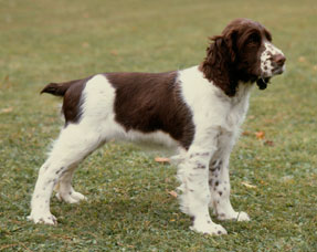 Nice English Springer Spaniel - Dog Breed