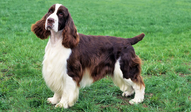 Cool English Springer Spaniel - Dog Breed