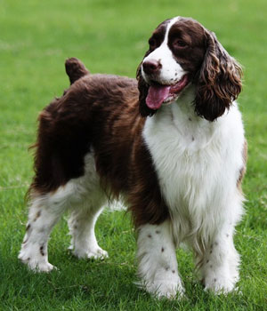 Pretty English Springer Spaniel - Dog Breed