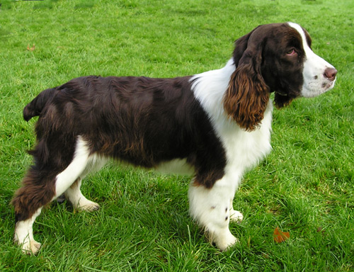 Cute English Springer Spaniel - Dog Breed