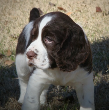Wallpaper English Springer Spaniel - Dog Breed