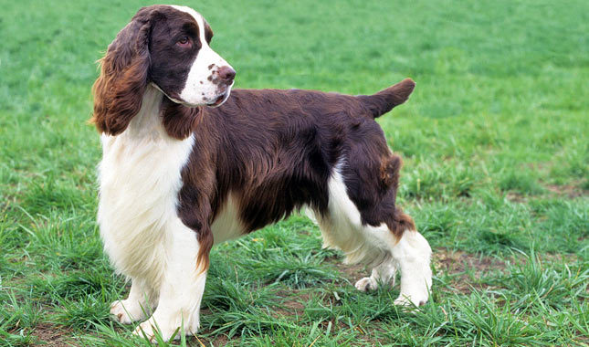 Photo English Springer Spaniel - Dog Breed