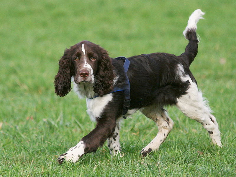 English Springer Spaniel - Dog Breed photo 
