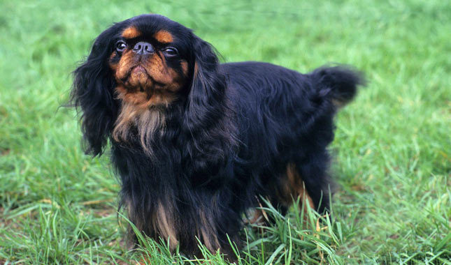 English Toy Spaniel - Dog Breed