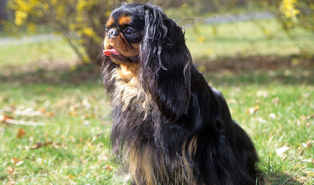 Nice English Toy Spaniel - Dog Breed