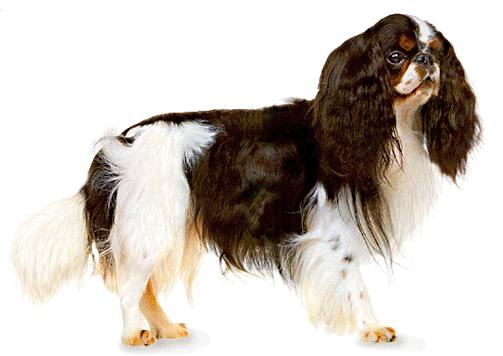 Pretty English Toy Spaniel - Dog Breed
