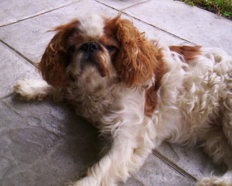 Wallpaper English Toy Spaniel - Dog Breed