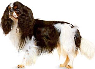 Photo English Toy Spaniel - Dog Breed