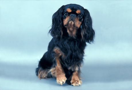 English Toy Spaniel - Dog Breed photo 
