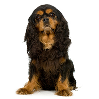 English Toy Spaniel - Dog Breed wallpaper