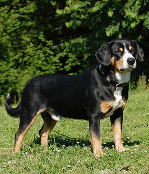 Entlebucher Mountain Dog - Dog Breed