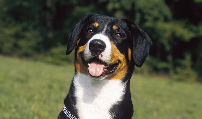 Nice Entlebucher Mountain Dog - Dog Breed