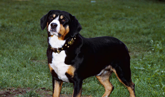 Cool Entlebucher Mountain Dog - Dog Breed