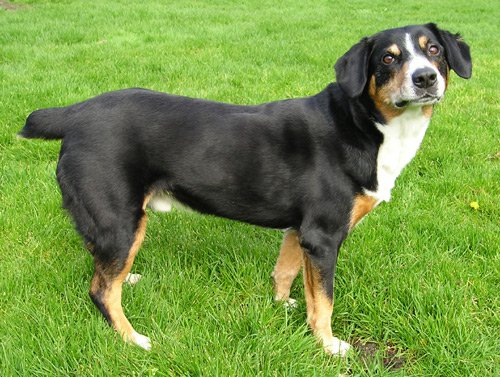 Wallpaper Entlebucher Mountain Dog - Dog Breed