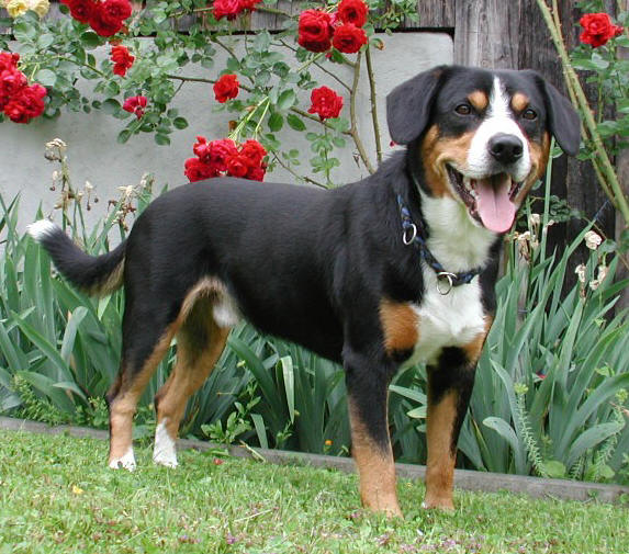 Photo Entlebucher Mountain Dog - Dog Breed