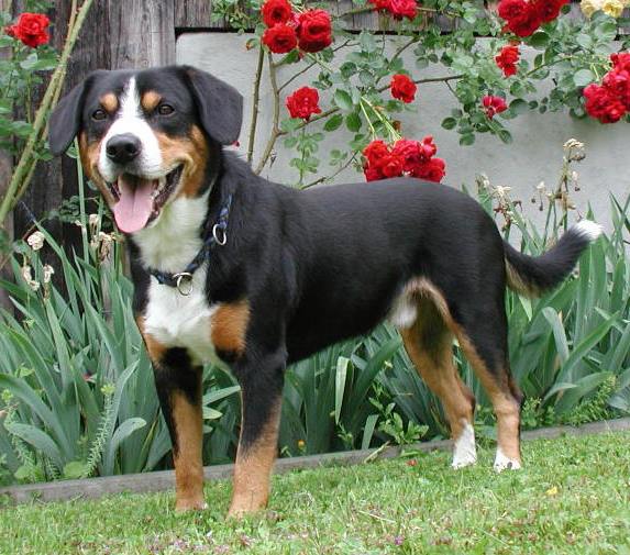 Entlebucher Mountain Dog - Dog Breed photo 