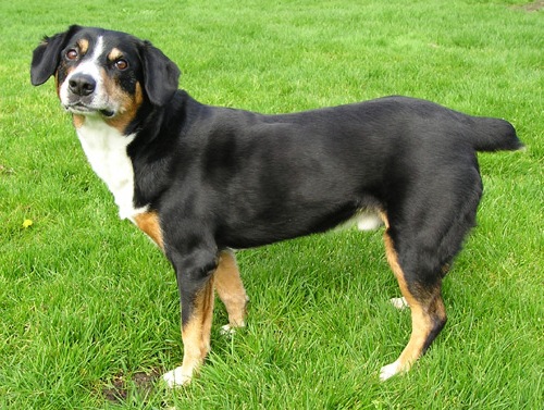 Entlebucher Mountain Dog - Dog Breed wallpaper