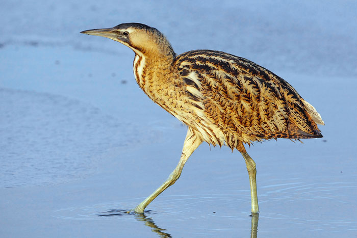 Eurasian bittern