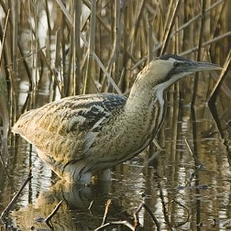 Pretty Eurasian bittern