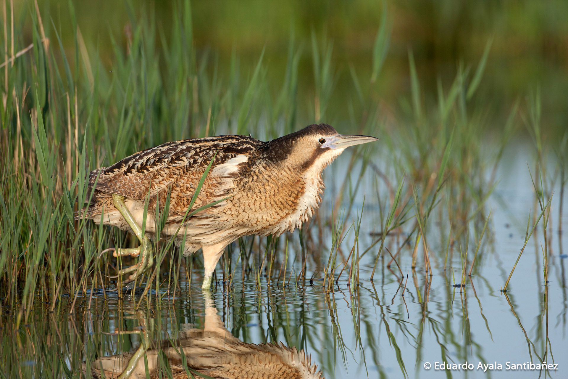 Pretty Eurasian bittern