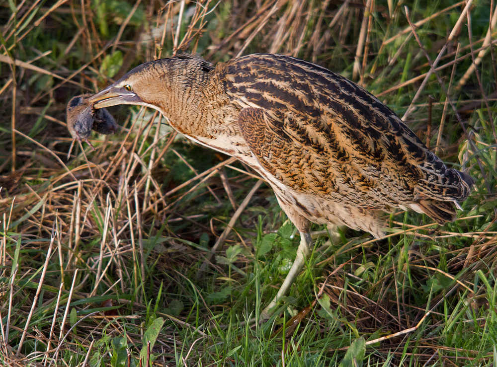 Pretty Eurasian bittern