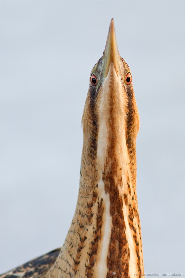 Pretty Eurasian bittern