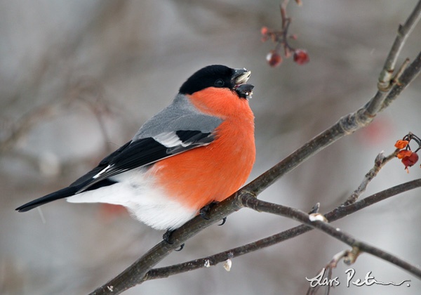 Eurasian bullfinch