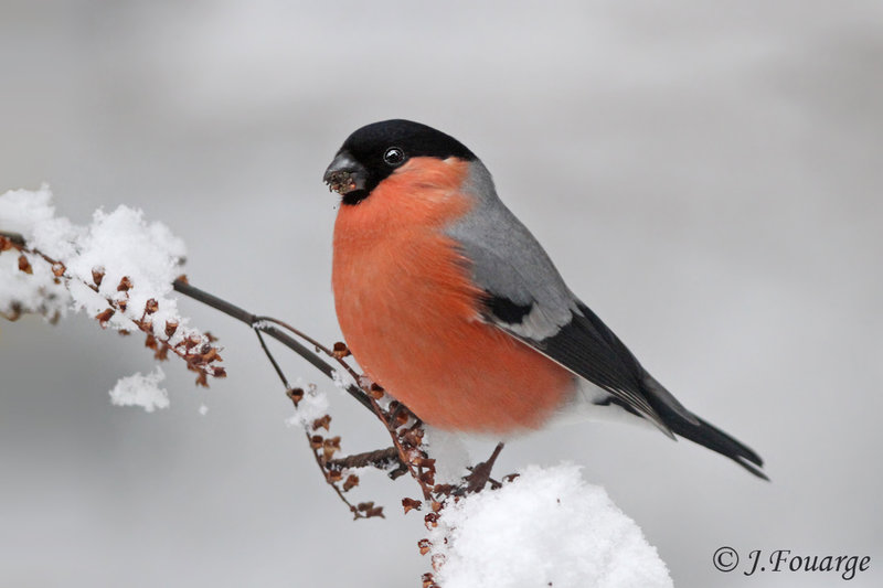 Pretty Eurasian bullfinch