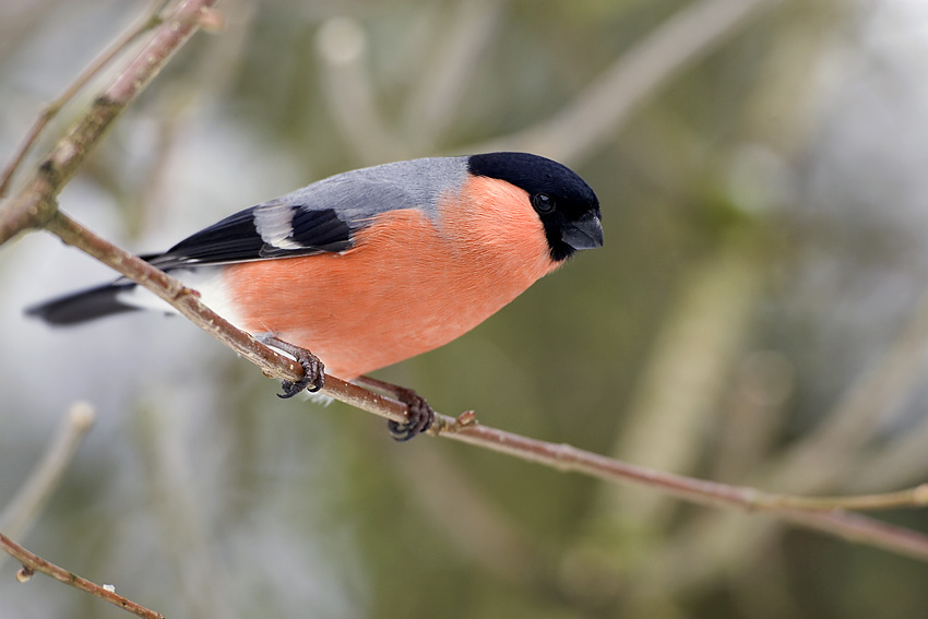 Pretty Eurasian bullfinch
