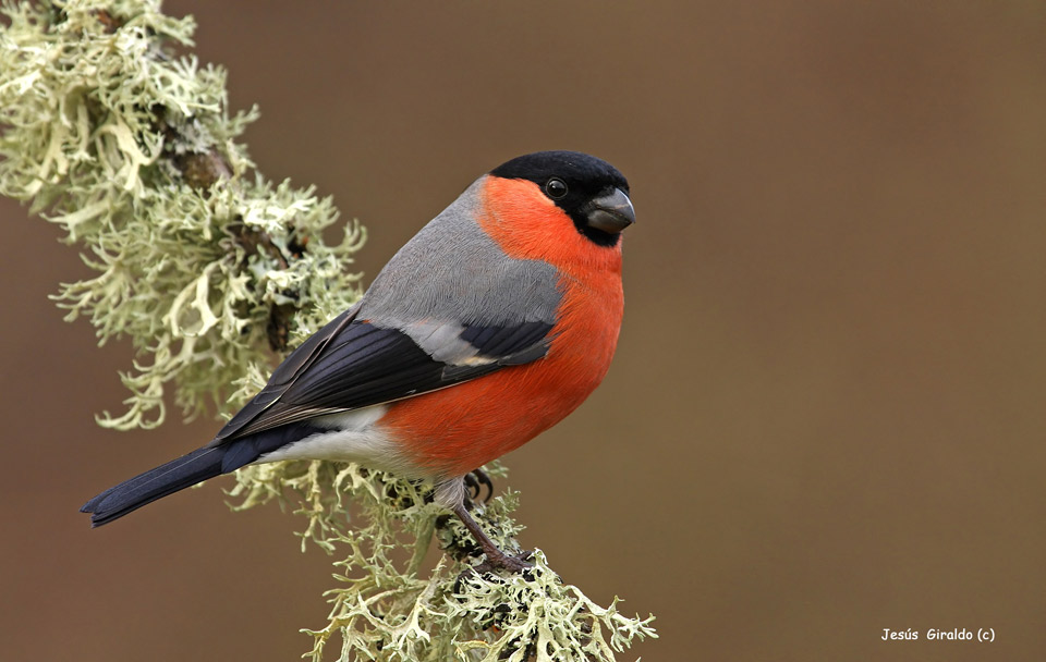 Pretty Eurasian bullfinch
