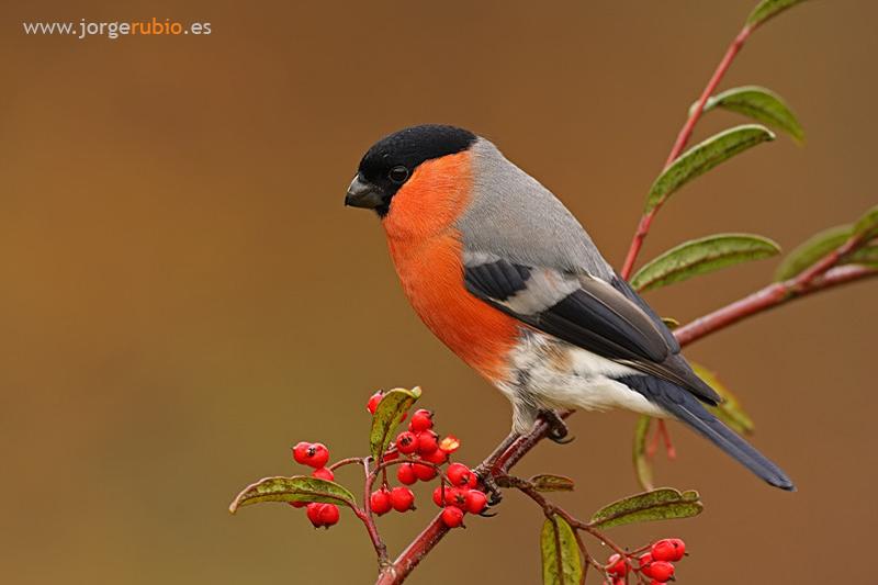 Pretty Eurasian bullfinch