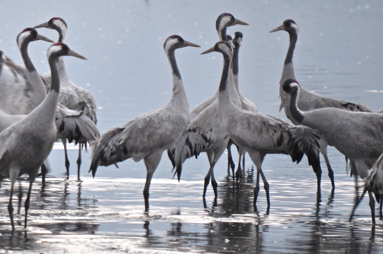 Eurasian crane